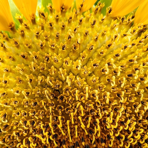 Meet your Posher, Morgen - Picture 4 of 5